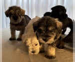 Small #5 Schnauzer (Miniature)