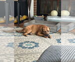 Small #1 Mutt