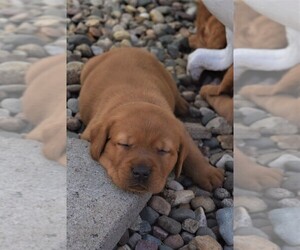 Labrador Retriever Puppy for sale in YANKTON, SD, USA