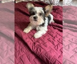 Small #1 Yorkshire Terrier