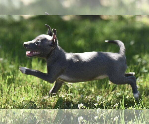Medium Photo #4 Chihuahua Puppy For Sale in Mechanicsburg, PA, USA