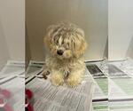 Small Shih Tzu Mix