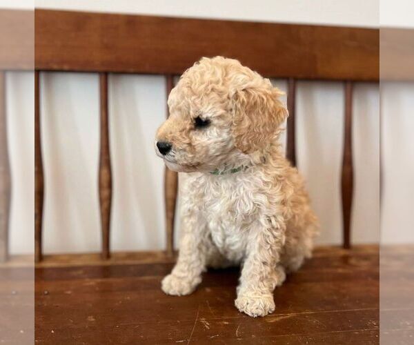 Medium Photo #2 Miniature Labradoodle Puppy For Sale in COATESVILLE, PA, USA