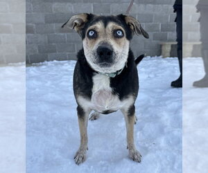 Raya - Female Siberian Husky Dog for Adoption - Photo #4