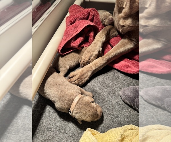 Medium Photo #3 Labrador Retriever Puppy For Sale in MODESTO, CA, USA