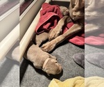 BREWERS UECKER - Female Labrador Retriever Puppy for Sale - Photo #3