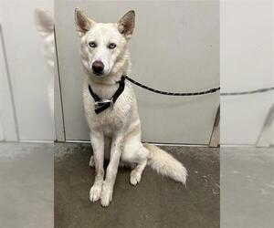 Siberian Husky Dogs for adoption in Rosenberg, TX, USA