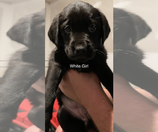 Medium Photo #11 Golden Labrador Puppy For Sale in MUSKEGON, MI, USA
