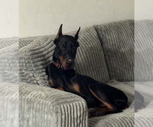 Rufio Adoption Pending! - Male Doberman Pinscher Dog for Adoption - Photo #7