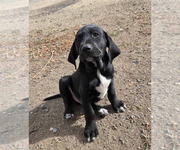 Medium Photo #1 Lab-Pointer Puppy For Sale in CEDARVILLE, CA, USA