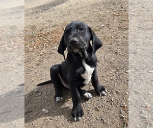 Lab-Pointer Puppy for sale in CEDARVILLE, CA, USA