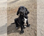 Small Lab-Pointer