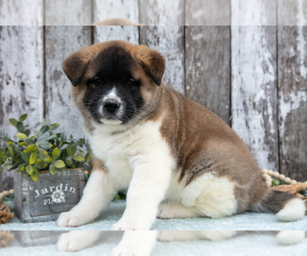 Medium Photo #1 Akita Puppy For Sale in MILLERSBURG, OH, USA