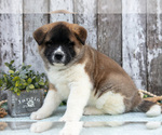 Puppy Chloe Akita