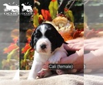 Puppy Cali English Springer Spaniel