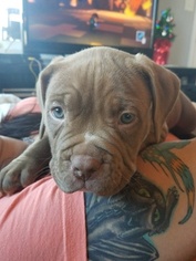 American Pit Bull Terrier Puppy for sale in PATTERSON, IA, USA