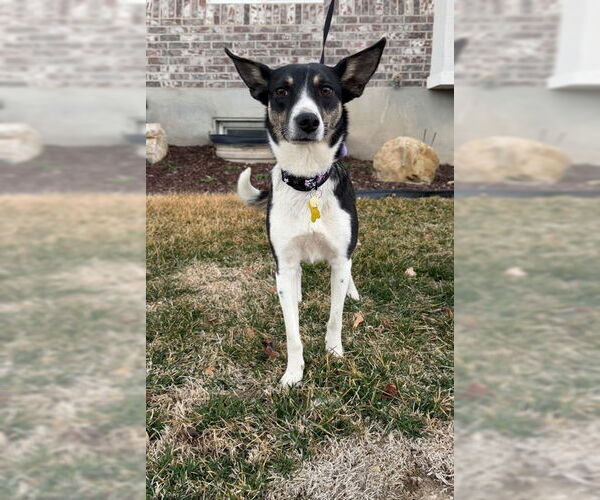 Medium Photo #12 Mutt Puppy For Sale in Sandy, UT, USA