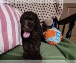 Small Photo #7 Australian Labradoodle Puppy For Sale in W FIELD, NC, USA