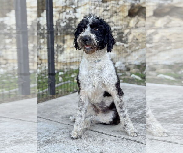 Medium Photo #1 Poo-nese Puppy For Sale in PIPE CREEK, TX, USA