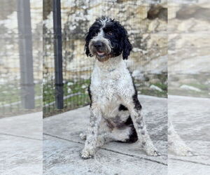 Poo-nese Dogs for adoption in PIPE CREEK, TX, USA