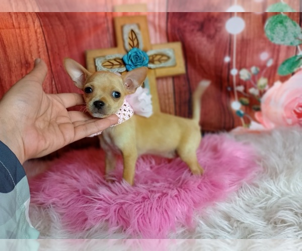 Medium Photo #2 Chihuahua Puppy For Sale in CARTHAGE, TX, USA