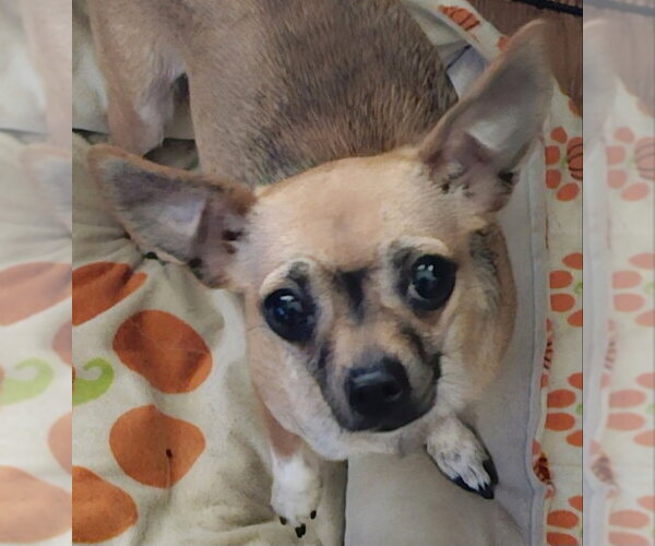 Medium Photo #2 Chihuahua-Unknown Mix Puppy For Sale in Olalla, WA, USA