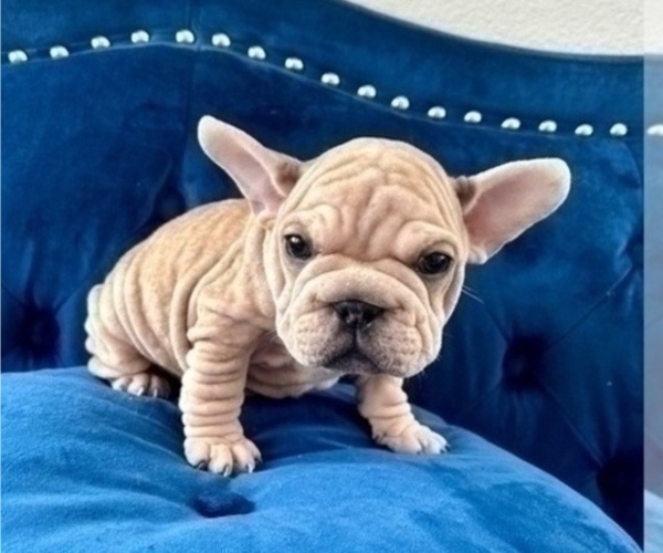 Medium Photo #2 French Bulldog Puppy For Sale in TULSA, OK, USA