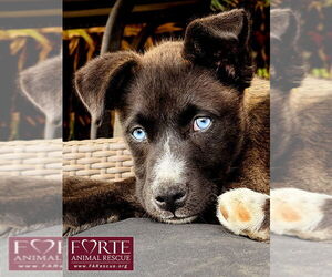 Sky - Female Border Collie-Siberian Husky Mix Dog for Adoption - Photo #7