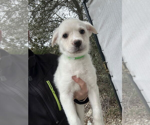 Medium Photo #1 Great Pyrenees-Unknown Mix Puppy For Sale in Oak Bluffs, MA, USA