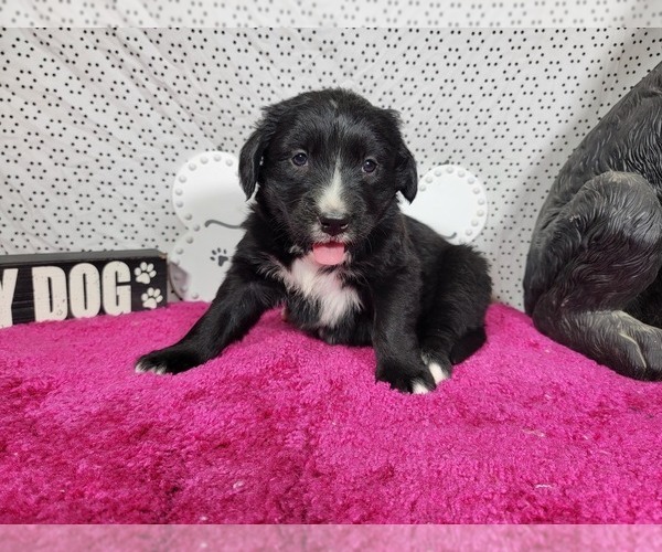 Medium Photo #6 Golden Mountain Dog Puppy For Sale in BLACK FOREST, CO, USA