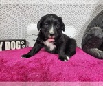 Small #5 Golden Mountain Dog