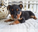 Small Photo #3 Australian Cattle Dog-English Shepherd Mix Puppy For Sale in HONEY BROOK, PA, USA