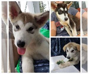 Alaskan Malamute Puppy for sale in SOPERTON, GA, USA