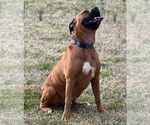 Small #2 Boxer