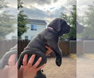Medium Cane Corso