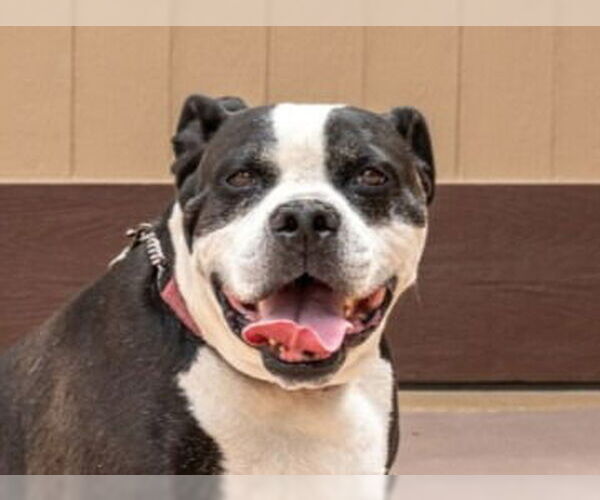 Medium Photo #13 American Bulldog-American Staffordshire Terrier Mix Puppy For Sale in Lake Forest, CA, USA