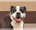 Small #12 American Bulldog-American Staffordshire Terrier Mix