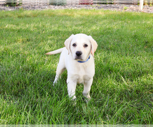Labrador Retriever Puppy for sale in SYRACUSE, IN, USA
