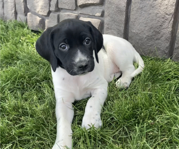 Medium Photo #2 German Shorthaired Lab Puppy For Sale in LIMON, CO, USA