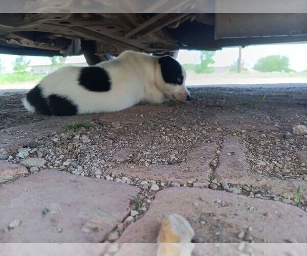 Medium Photo #4 Mutt Puppy For Sale in Grafton, WI, USA