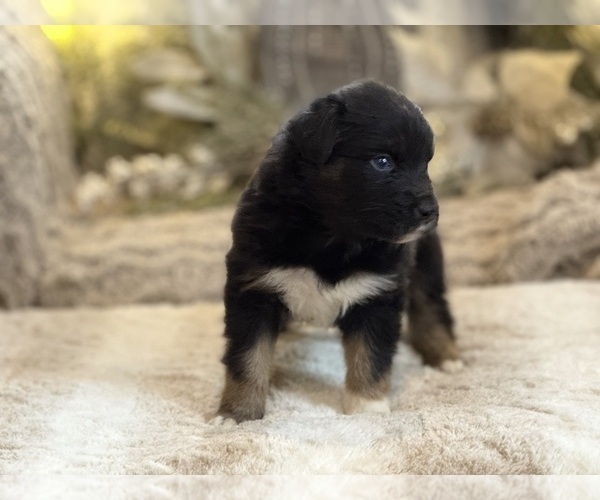 Medium Photo #3 Australian Shepherd Puppy For Sale in NEW HAVEN, CT, USA