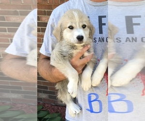 Great Pyrenees Dogs for adoption in RICHMOND, MI, USA