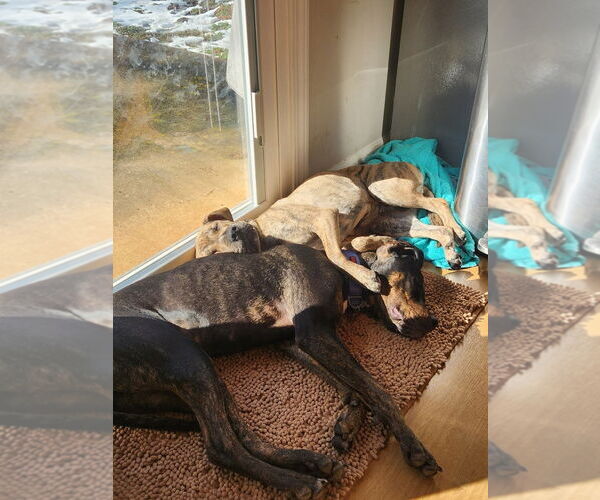 Medium Photo #3 Mutt Puppy For Sale in Greenville, SC, USA