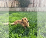 Small Photo #1 Dachshund Puppy For Sale in NORTH HIGHLANDS, CA, USA