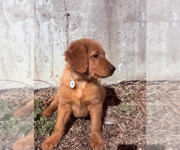 Medium Photo #2 Golden Retriever Puppy For Sale in MARSHFIELD, MO, USA