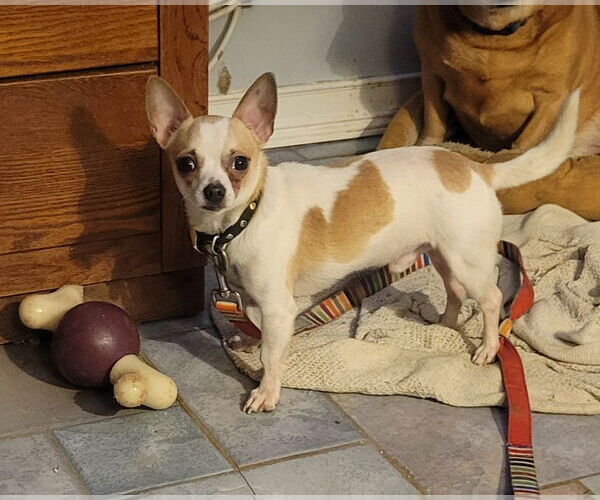 Medium Photo #1 Chihuahua Puppy For Sale in Dublin, OH, USA