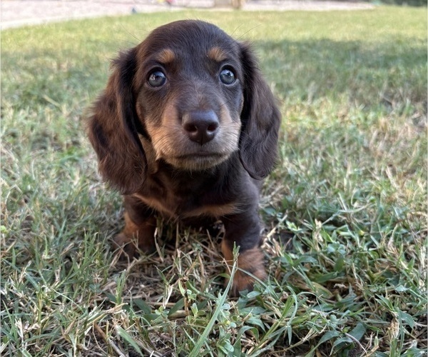 Medium Photo #2 Dachshund Puppy For Sale in LEDBETTER, TX, USA