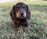 Small #1 Dachshund
