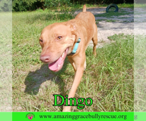 Dingo - Male American Pit Bull Terrier-Unknown Mix Dog for Adoption - Photo #3