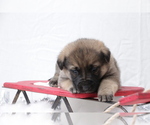 Small Photo #2 German Shepherd Dog Puppy For Sale in AUBURN, KY, USA